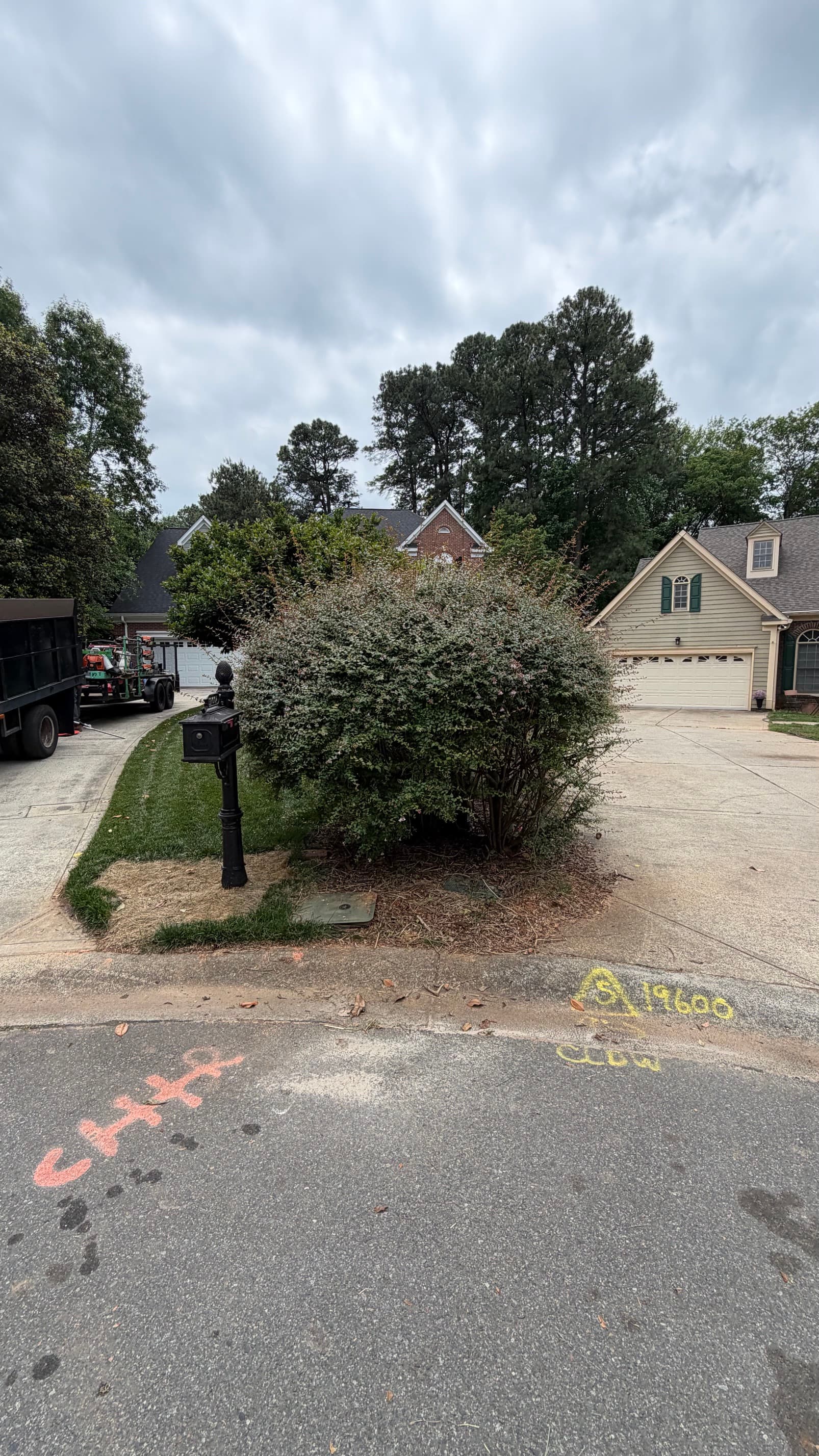 Before — Shrub Pruning